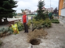 SADZENIE DEBÓW_1