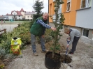 SADZENIE DEBÓW_3