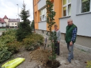 SADZENIE DEBÓW_4