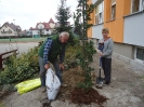 SADZENIE DEBÓW_6